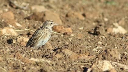 Eurasian Skylark
