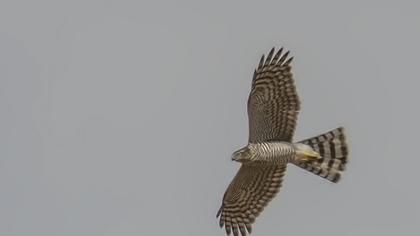 Eurasian Sparrowhawk