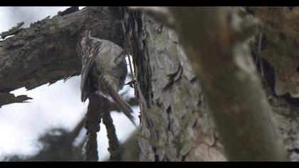 Eurasian Treecreeper