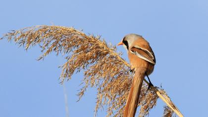 Bearded Reedling