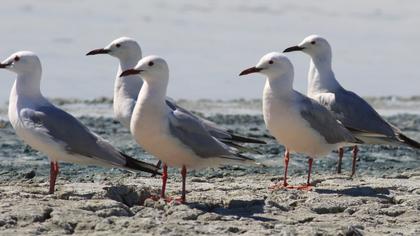 Slender-billed Gull