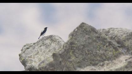Finsch`s Wheatear