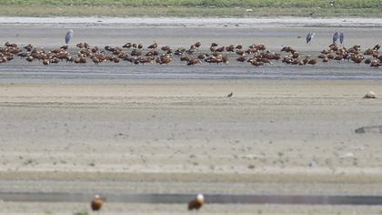 Ruddy Shelduck