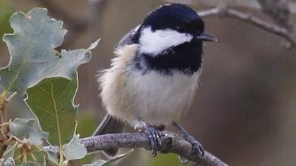Coal Tit