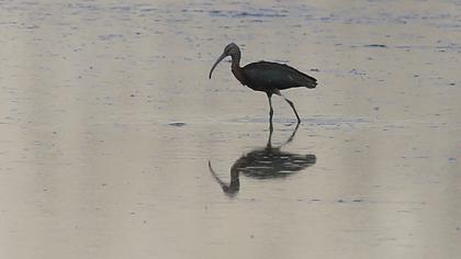 Glossy Ibis