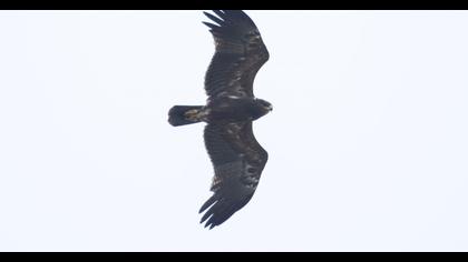 Lesser Spotted Eagle