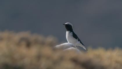 Finsch`s Wheatear
