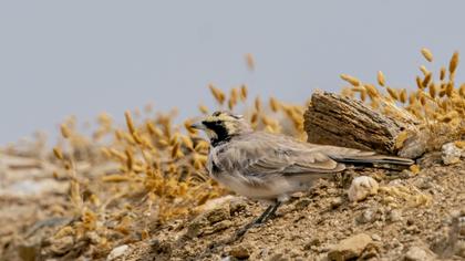 Horned Lark