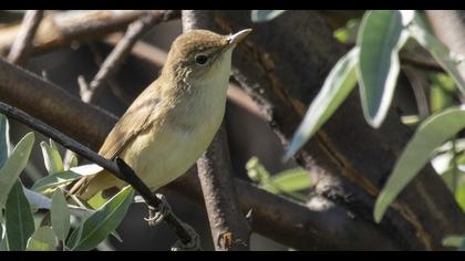Icterine Warbler