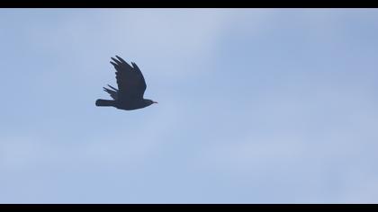 Red-billed Chough