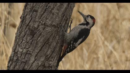 Syrian Woodpecker