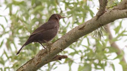 Common Blackbird