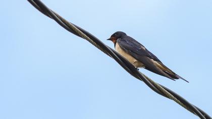 Barn Swallow