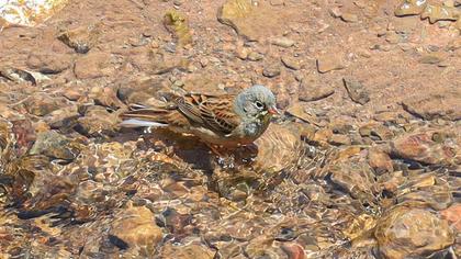 Ortolan Bunting