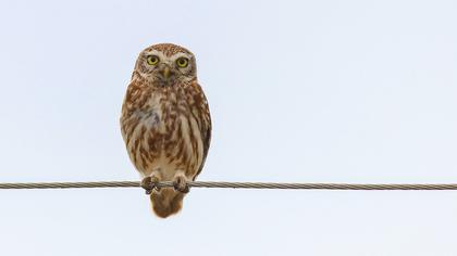 Little Owl
