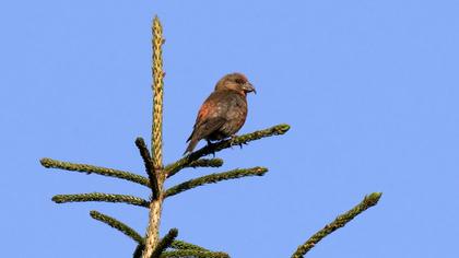 Red Crossbill