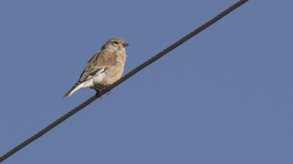 Common Linnet