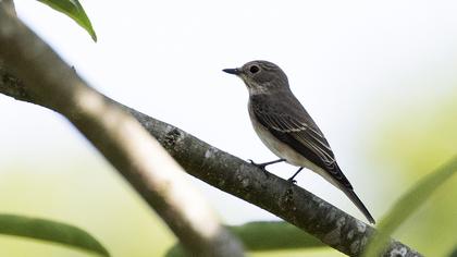 Spotted Flycatcher