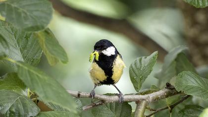 Great Tit