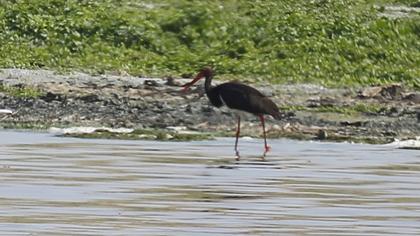 Black Stork