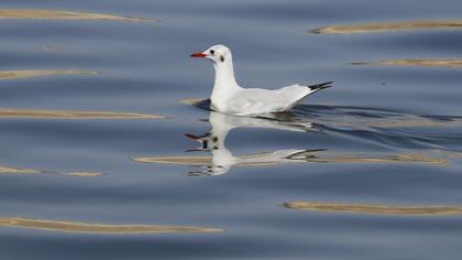 Black-headed Gull