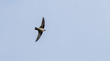 Eurasian Crag Martin
