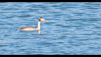 Great Crested Grebe
