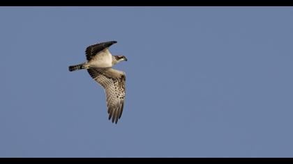 Western Osprey