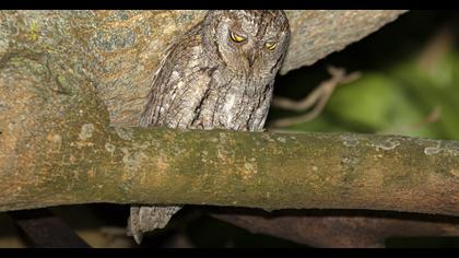Eurasian Scops Owl