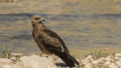 Black Kite