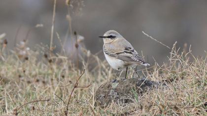 Northern Wheatear
