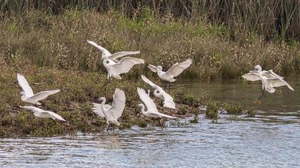 Little Egret