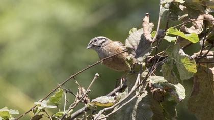 Rock Bunting