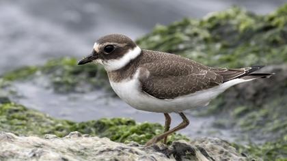 Common Ringed Plover