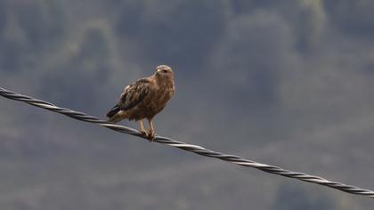 Common Buzzard