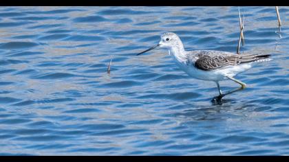 Marsh Sandpiper