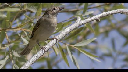 Garden Warbler