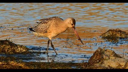 Bar-tailed Godwit