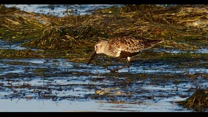 Dunlin