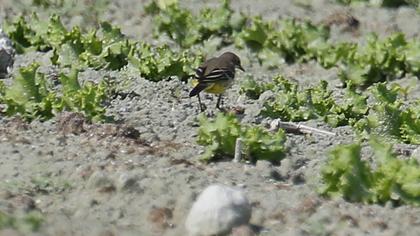 Western Yellow Wagtail