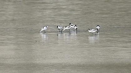 Pied Avocet