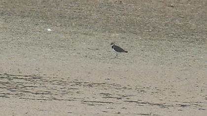 Northern Lapwing