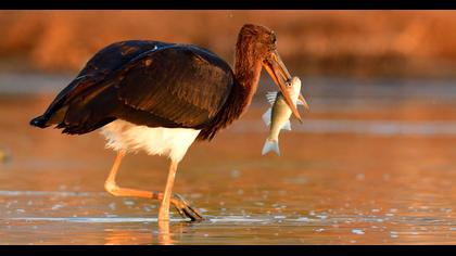Black Stork