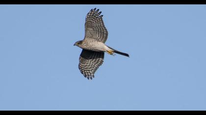 Northern Goshawk