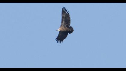 Griffon Vulture