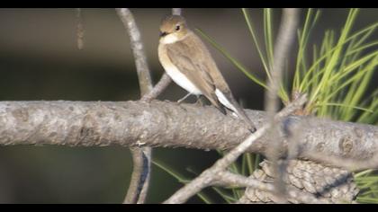 Red-breasted Flycatcher