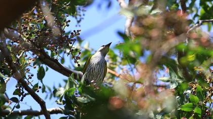 Eurasian Golden Oriole