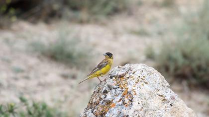 Black-headed Bunting