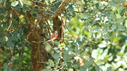 Common Linnet