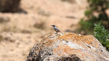 Western Rock Nuthatch